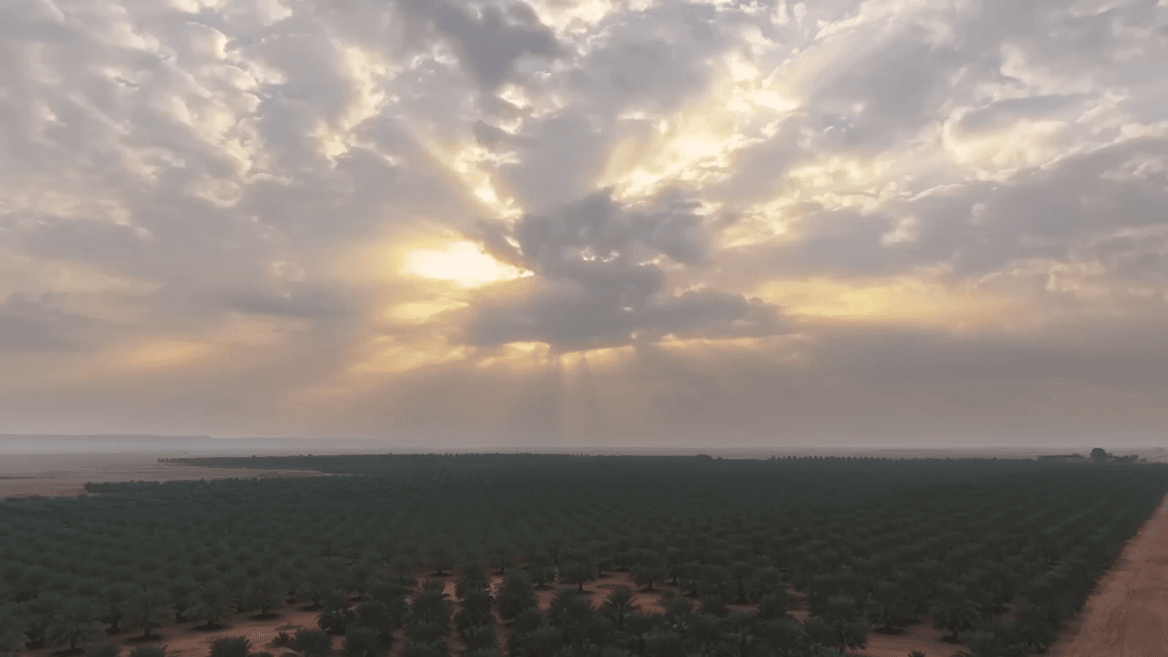 Bateel organic date palm farms